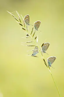 Gramineae: Mongolia Blues (Plebejus mongolica) on spikelets