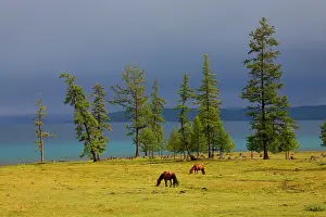 Spermatophytes: Mongolia Horses grazing near a lake