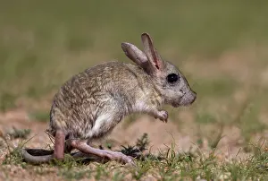 Rodentia: Mongolian five-toed jerboa or Siberian jerboa