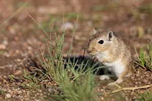 Rodentia: Mongolian Gerbil