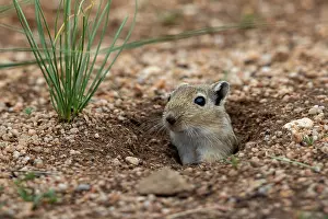 Rodentia: Mongolian Gerbil