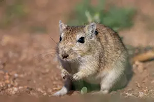 Rodentia: Mongolian Gerbil