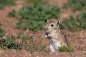 Rodentia: Mongolian Gerbil