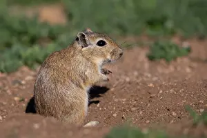 Rodentia: Mongolian Gerbil