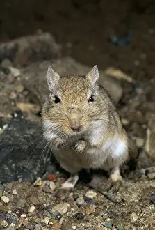 Andrey Zvoznikov: MONGOLIAN GERBIL - Colonial rodents grooming &