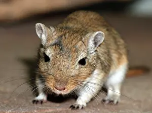 Gerbil: Mongolian Gerbil - juvenile