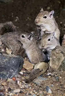 Andrey Zvoznikov: Mongolian Gerbil - x three Colonial rodents grooming