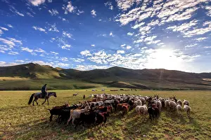 Guiding: Mongolian guiding his flock of goats - Mongolia Arkhangai