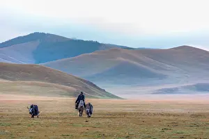Cattleman: Mongolian horseman and Dzos in the steppe - Mongolia Arkhang
