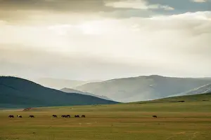 Tsaritsyn: Mongolian horses in the steppe, Tsaritsyn Ereg -