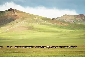 Tsaritsyn: Mongolian horses in the steppe, Tsaritsyn Ereg -