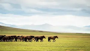 Tsaritsyn: Mongolian horses in the steppe, Tsaritsyn Ereg -