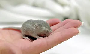 Held: Mongolian Jird or Gerbil (Meriones unguiculatus)