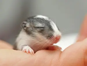 Gerbil: Mongolian Jird or Mongolian Gerbil (Meriones unguiculatus)