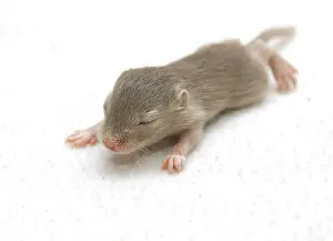 Crawl: Mongolian Jird or Mongolian Gerbil (Meriones unguiculatus)