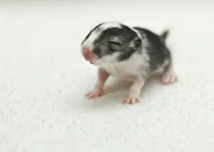 Gerbil: Mongolian Jird or Mongolian Gerbil (Meriones unguiculatus)