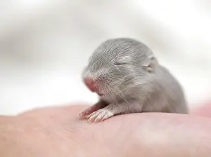 Gerbil: Mongolian Jird or Mongolian Gerbil (Meriones unguiculatus)