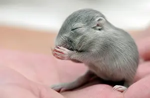 Gerbil: Mongolian Jird or Mongolian Gerbil (Meriones unguiculatus)