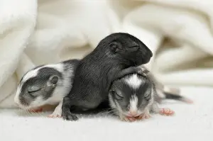 Gerbil: Mongolian Jirds or Mongolian Gerbils (Meriones unguiculatus)