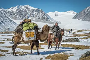 Bactrian: Mongolian shepherd on horseback with a clumsy animal