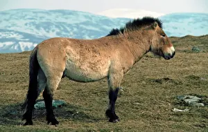 Pat Morris: Mongolian Wild / PrzewalskiIs Horse in winter coat