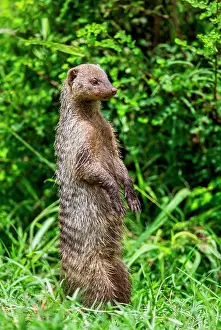 Raised: Mongoose (Mungos mungo) is standing on its hind
