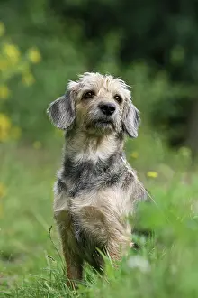Crossbreed: Mongrel, crossbreed, dog sitting on a meadow Mischlingshund