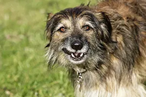 Mongrels: Mongrel Dog