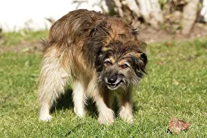 Nervous: Mongrel Dog