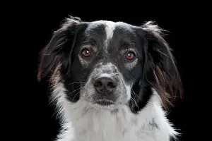 Portr: Mongrel dog