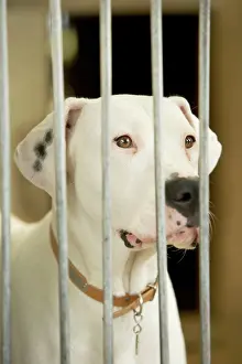 Bars: Mongrel Dog - behind bars