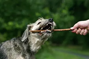 Bites: Mongrel dog biting a stick Mischlingshund bei&, xdf;t