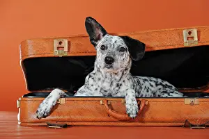 Mongrel: Mongrel, dog, black and white, lying in leather