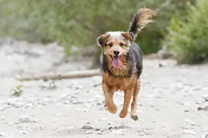 Move: Mongrel dog, Bosnian running dog mongrel or Barak