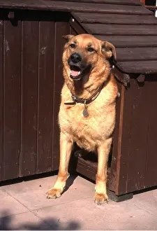 Collar: Mongrel Dog - in kennel