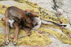 Cleaning: Mongrel DOG - licking itself