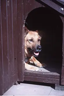 Mongrel: MONGREL DOG - lying down in kennel