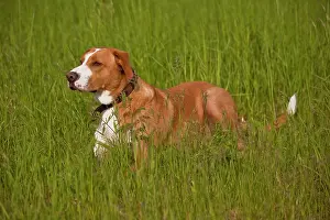Mongrels: Mongrel dog on a meadow