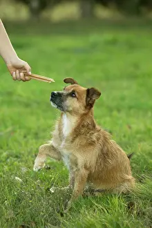 Treat: Mongrel Dog - being offered a treat