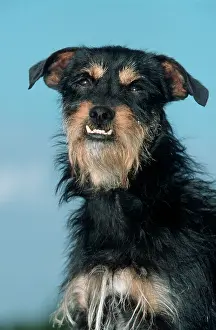 Abnormalities: Mongrel Dog - with over-bite, a malocclusion of