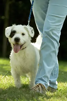 Walked: Mongrel Dog - with patch over eye, being walked by owner