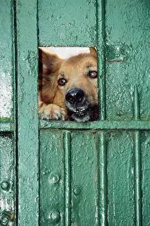 Peeping: Mongrel DOG - peeping through gate