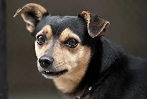 Deliberate: Mongrel dog, portrait, Klodzko, Lower Silesia, Lesser