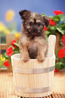 Container: Mongrel dog, puppy, 11 weeks (dwarf tip x Chihuahua)