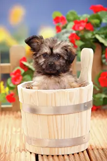 Container: Mongrel dog, puppy, 11 weeks (dwarf tip x Chihuahua)