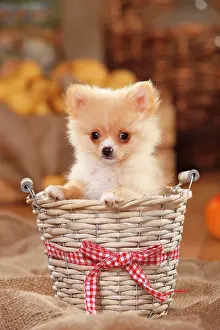 Spitz: Mongrel dog, puppy, 12 weeks, pomchi, chiranian