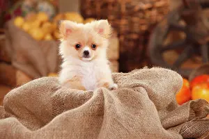 Spitz: Mongrel dog, puppy, 12 weeks, pomchi, chiranian