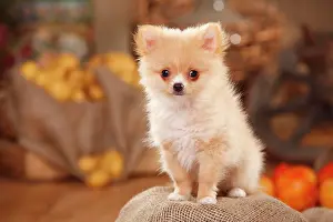 Spitz: Mongrel dog, puppy, 12 weeks, pomchi, chiranian