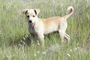 Mongrels: Mongrel Dog - puppy