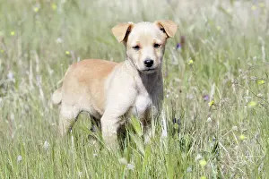 Mongrels: Mongrel Dog - puppy